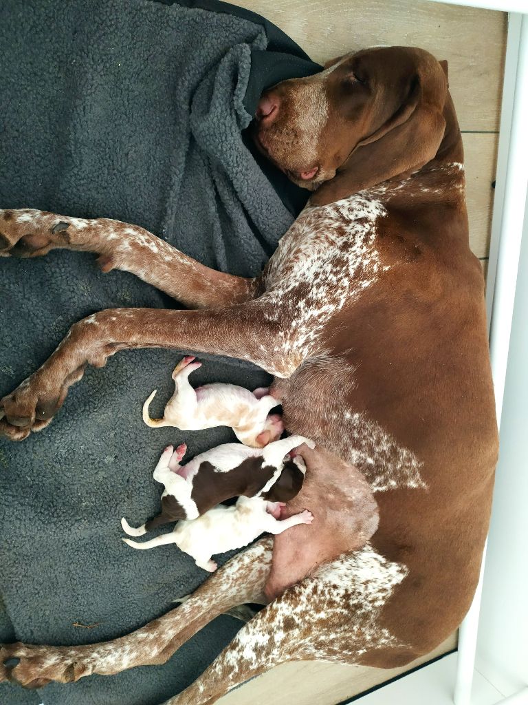 chiot Braque Italien Du Château D'Autrey